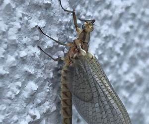 Fishflies #5 Fishflies #5