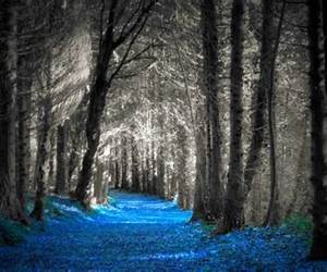 Forest Silver: A Lake District Story Forest Silver: A Lake District Story