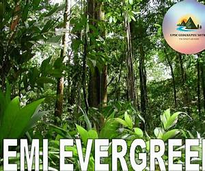 ForeverJavi's Version of Evergreen