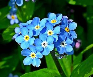 Forget Me Not: An Autobiography on Love and Loss Forget Me Not: An Autobiography on Love and Loss