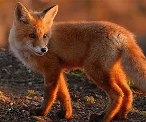 Fox (Dutch Edition) Fox (Dutch Edition)