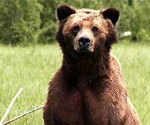 Gejagt vom Grizzly (Gefährten aus den Bergen 2) (German Edition) Gejagt vom Grizzly (Gefährten aus den Bergen 2) (German Edition)