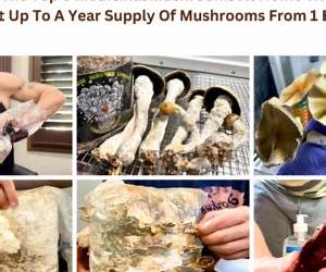 Growing Medicinal Mushrooms At Home In 30 Days: Easily Grow Manure Loving Mushrooms, Reishi, Lion's Mane, Turkey Tail and more...