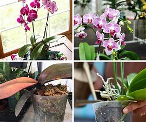 Growing Orchids For Beginners: A Step-by-Step Guide Growing Orchids For Beginners: A Step-by-Step Guide