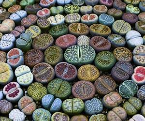 Growing Seeds from Stones: A solarpunk novella (Leap Into Novellas: 2024) Growing Seeds from Stones: A solarpunk novella (Leap Into Novellas: 2024)