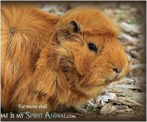 Guinea Pig Power: Fuzzy Heroes