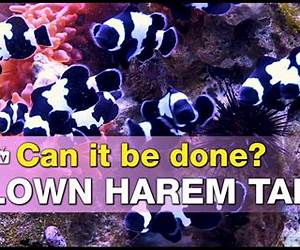 Harem Reef: Interracial Taboo Series (Interracial Taboo Trilogy Book 3)