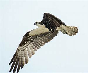 Hawk River Hawk River