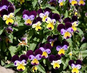 Heartsease Heartsease