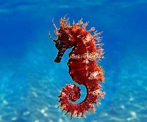 Hippocampe Hippocampe