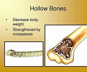 Hollow Bones Hollow Bones