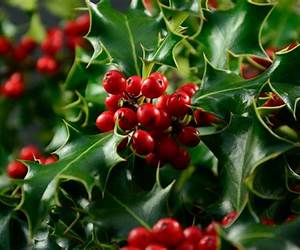Holly, Jolly Ex-Mas: A Spicy Novella
