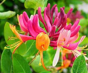 Honeysuckle