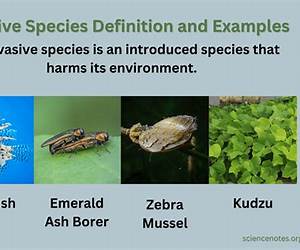 Invasive Species Invasive Species