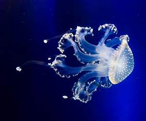 Jellyfish (Ooey-gooey Animals)