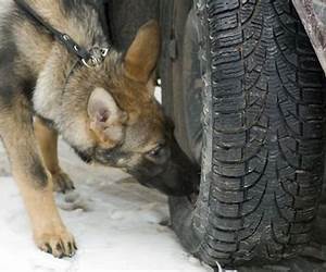 K-9 Detection/The Perfect Witness