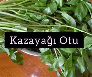 Kaz Ayagi Kaz Ayagi