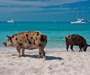 La Baie des cochons (Spirou et Fantasio Classique)