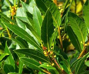 Laurel and Red