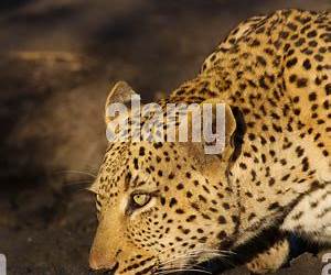 Leopard: Book 5 in the Wharton series Leopard: Book 5 in the Wharton series