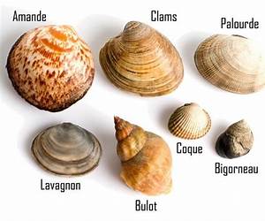 Les Coquillages ne s'ouvrent qu'en été