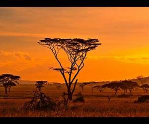 Les Secrets de la savane Les Secrets de la savane