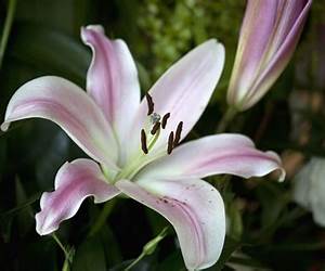 Lily (Garden Belles Mail-Order Brides Book 3) Lily (Garden Belles Mail-Order Brides Book 3)