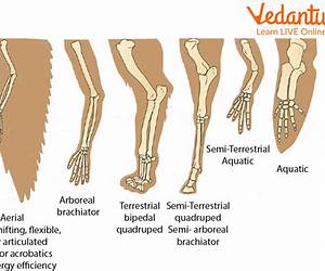 Limbs: Extensions