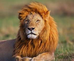 Lions in the Wilderness: England's Decade Of Decline