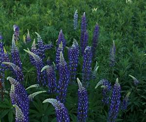 Lupine Love: A FF Fantasy Romance
