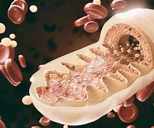 Mitochondria Health : Unlocking the Power Within Mitochondria Health : Unlocking the Power Within