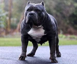 Monster Bully