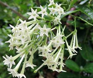 Night Blooming Jasmine Night Blooming Jasmine