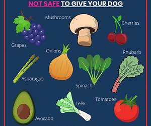 Not for Dogs Not for Dogs