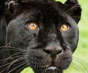 Panther, Panther, sei entspannter Panther, Panther, sei entspannter