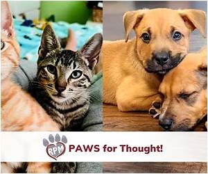 Paws for Thought: Life through a dog's eyes