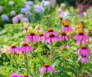 Perennials