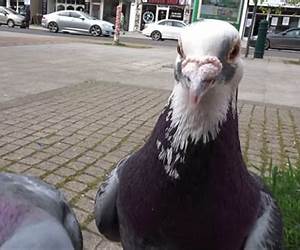 Perky the Pigeon Perky the Pigeon