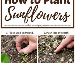 Planting Sunshine Seeds: A Mother-Daughter Journey of Growth