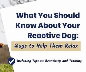 Positive Training for Reactive Dogs 101: The Survival Guide to Raise a Well-Behaved Dog and Reclaim your Peaceful Home | Incl. the 5-Week Training Method for Proven Results