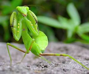 Praying Mantis: The Next Wave of Evil (Faith Pernitelli, MD Book 3) Praying Mantis: The Next Wave of Evil (Faith Pernitelli, MD Book 3)