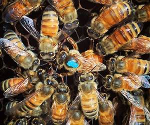Queen Bees: Women of Wisdom (Women Wisdom Book 2) Queen Bees: Women of Wisdom (Women Wisdom Book 2)