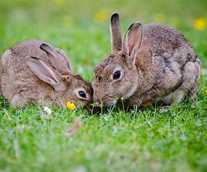 Rabbits author Hugo Rifkind Rabbits author Hugo Rifkind