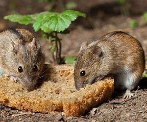 Ratas by Karla Paloma
