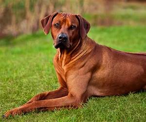 Red Dogs Red Dogs