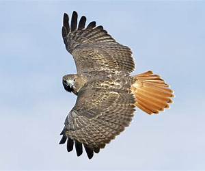 Red Tail: A Tuskegee Airman’s Rendezvous with Destiny