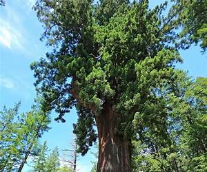 Redwood, T6 : Logan (French Edition)