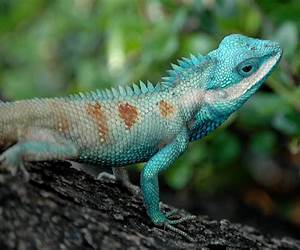 Reptile Author Jeremy Eads