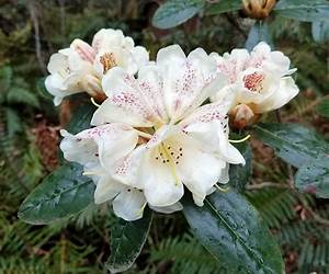 Rhodie (Devil's Rose MC #1) Rhodie (Devil's Rose MC #1)