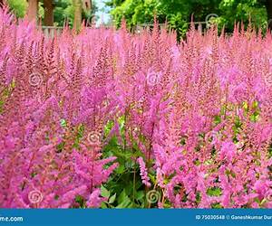 Rosa Lavanda (Portuguese Edition)